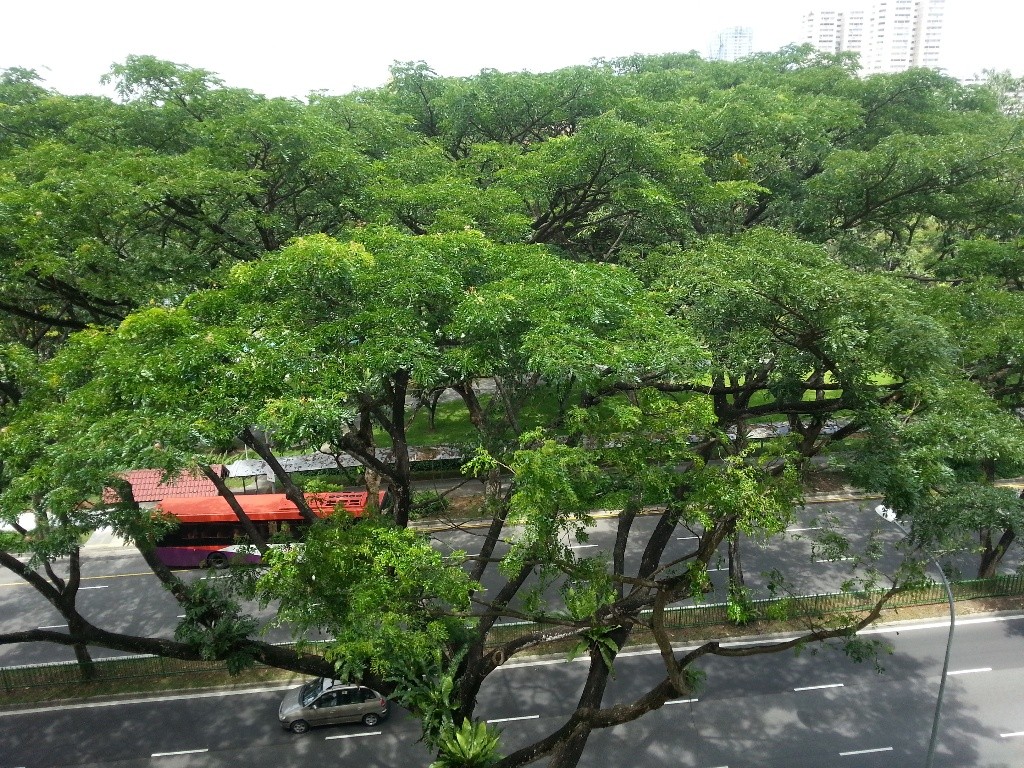 Single Room Rental  - Ang Mo Kio - Bedroom - Homates Singapore