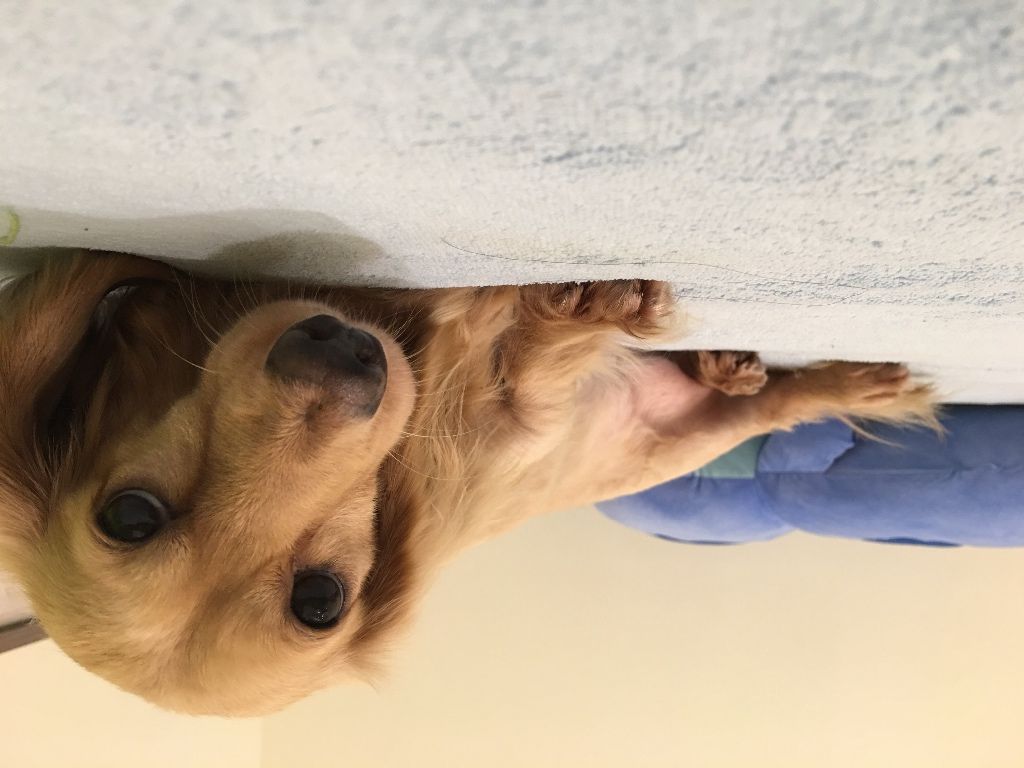 【永和區】全新豪華甜蜜鄉村風套房出租～（可短租） - 永和區 - 雅房 - Homates 台灣